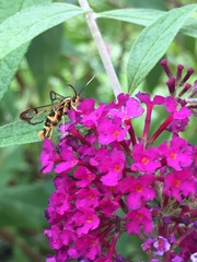 Sesiidae