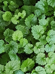 Glechoma hederacea