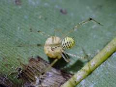 Meotipa spiniventris