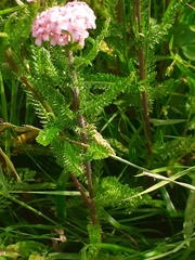 Achillea roseo-alba