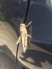 Anacridium aegyptium