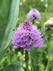 Traunsteinera globosa