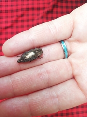 Dicerca berolinensis