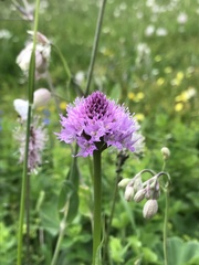 Traunsteinera globosa