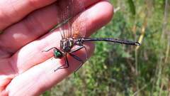 Somatochlora hineana