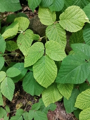 Rubus phoenicolasius