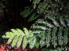 Cyathea rebeccae