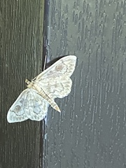 Anania coronata