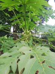 Carica papaya