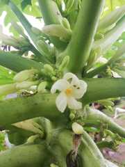 Carica papaya