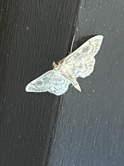 Anania coronata