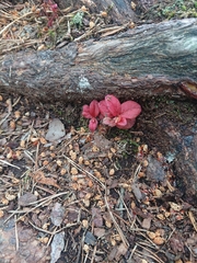 Exobasidium splendidum