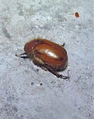 Aulacopalpus pilicollis
