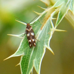 Scythris scopolella