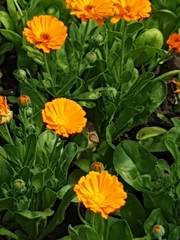 Calendula officinalis