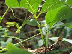 Hierodula membranacea