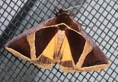 Agamana conjungens