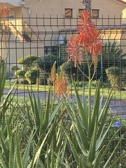 Aloe