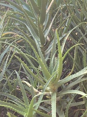 Aloe