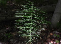 Equisetum pratense image