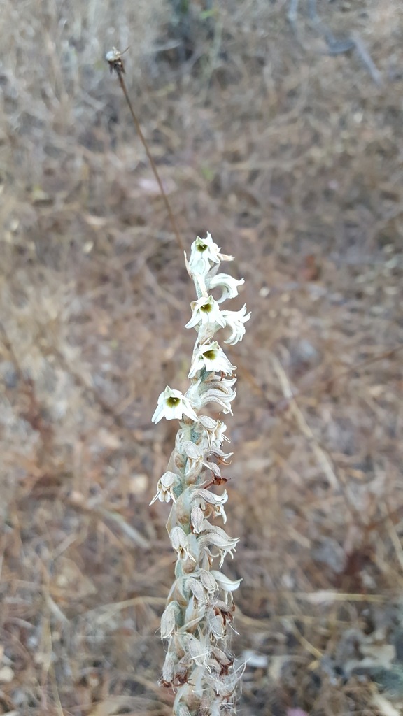 Deiregyne rhombilabia