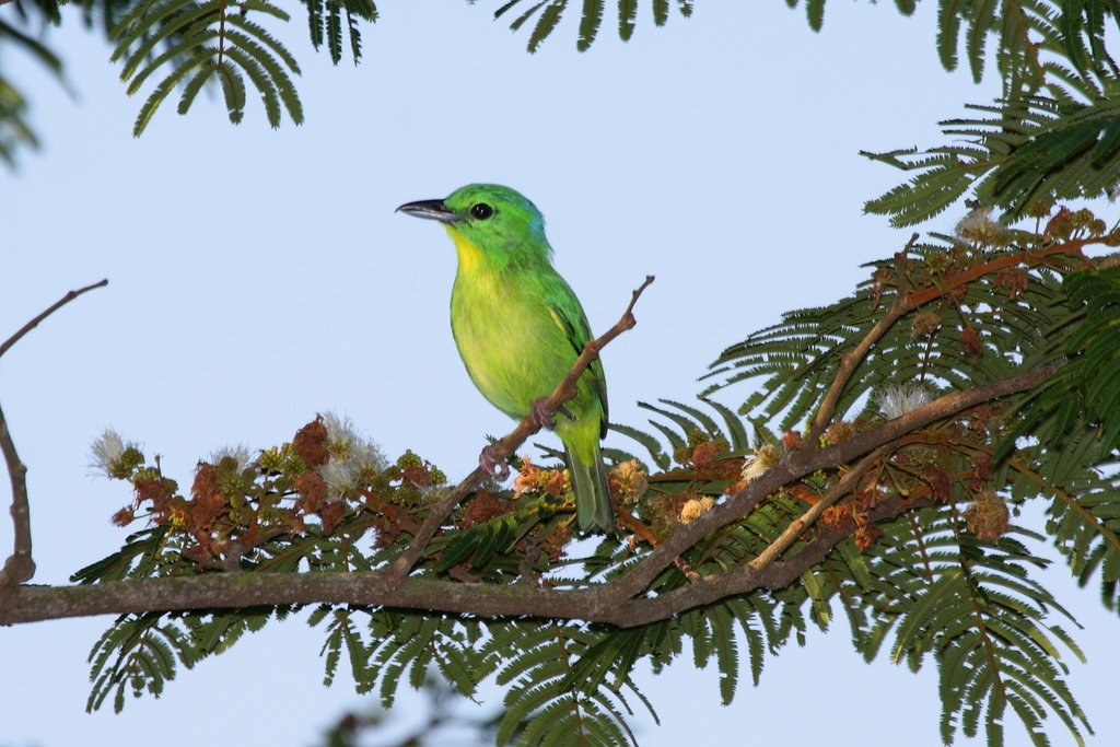 Green Shrike-Vireo