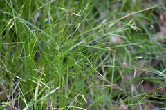 Carex geyeri