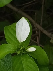 Angiospermae