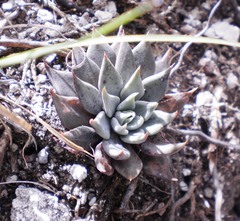 Echeveria heterosepala