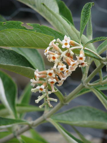 Buddleja paniculata