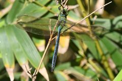 Anax imperator
