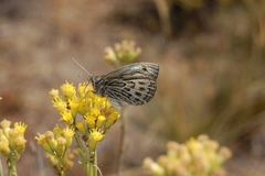 Argyrophorus argenteus
