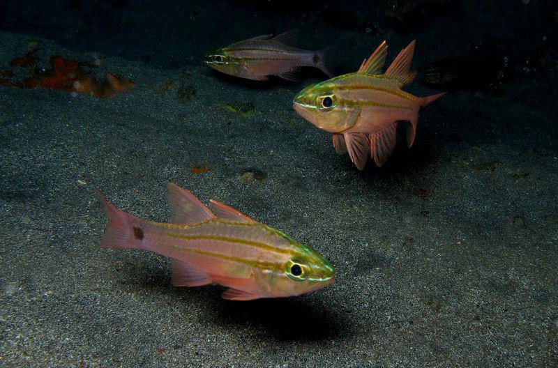 Futasuji Cardinalfish