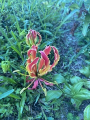 Gloriosa