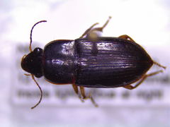 Selenophorus