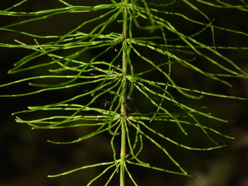 Ožkabarzdis asiūklis nuotrauka