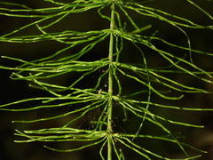 Equisetum pratense image