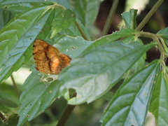 Symbrenthia lilaea formosanus