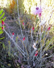 Syncarpha canescens canescens