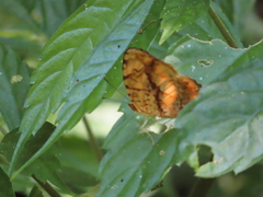 Symbrenthia lilaea formosanus