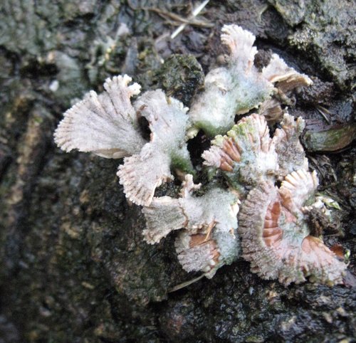 Paprastoji alksniabudė nuotrauka