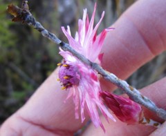 Syncarpha canescens canescens