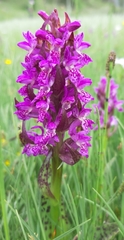 Dactylorhiza incarnata