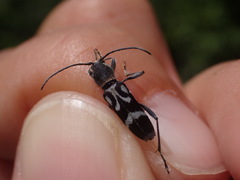 Chlorophorus figuratus