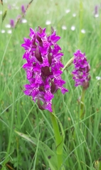 Dactylorhiza incarnata