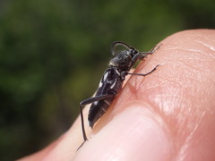 Chlorophorus figuratus