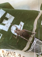 Atlanticus americanus