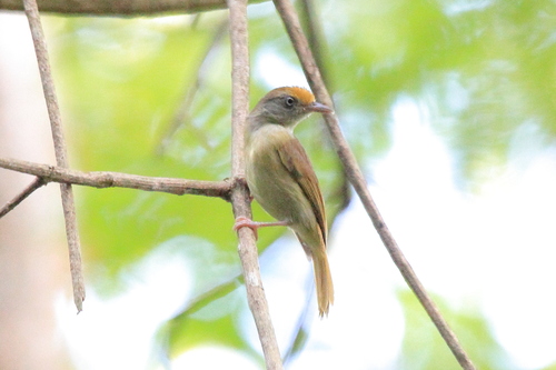 Tawny-crowned Greenlet