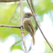 Tawny-crowned Greenlet - Photo (c) Dominic Sherony, some rights reserved (CC BY-SA)