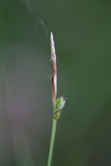 Carex geyeri